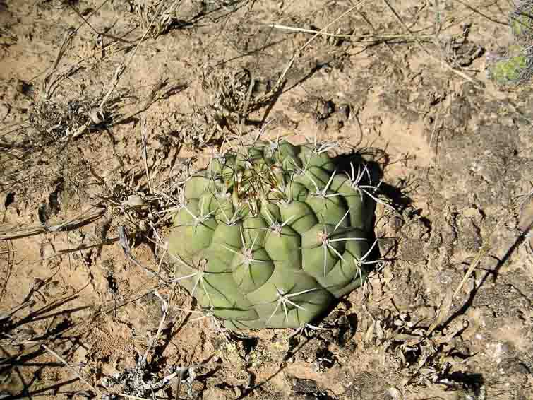Gymnocalycium pflanzii